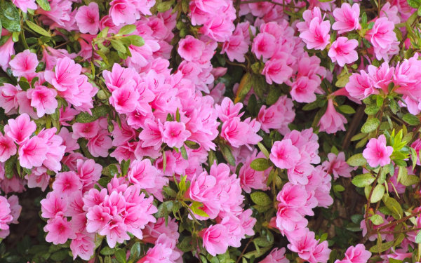 Розовая азалия