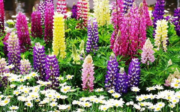 Ромашки и люпины на садовой клумбе