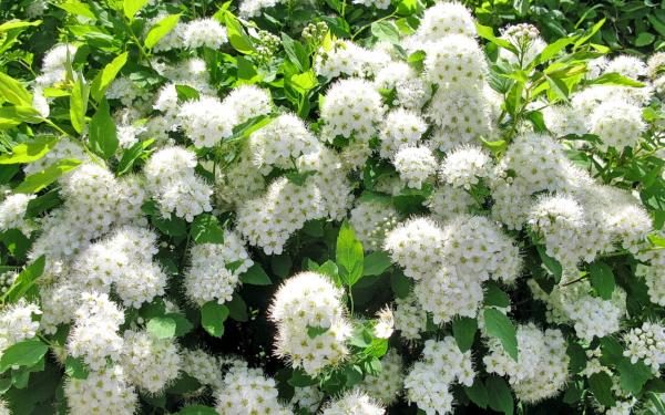 Спирея весенняя белая