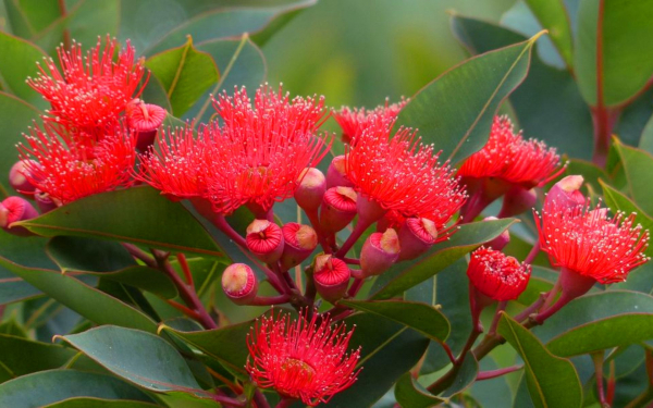 Цветущий эвкалипт