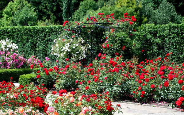 Цветы в англий ском саду