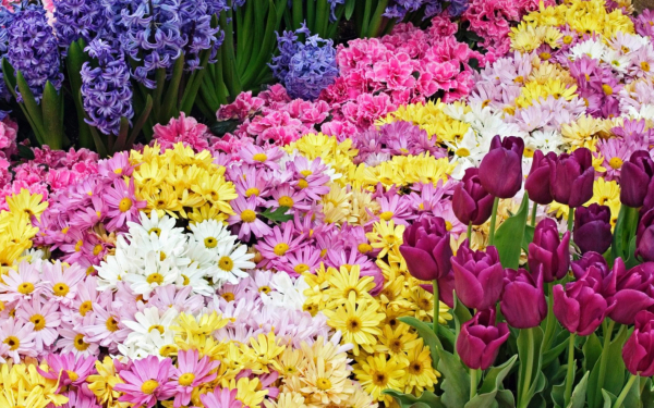 Цветы на клумбе