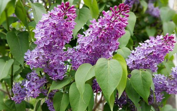 Цветы сирени