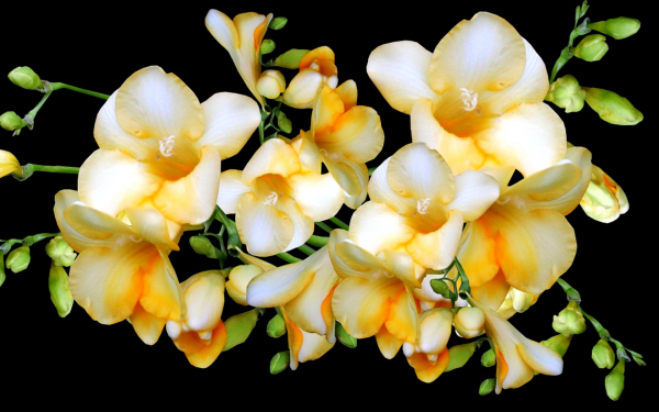 Цветы фрезии