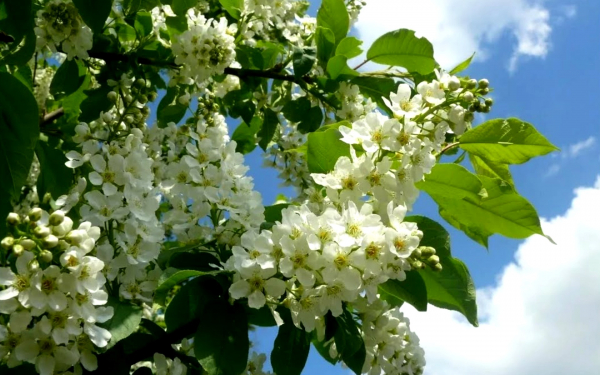 Черемуха белая