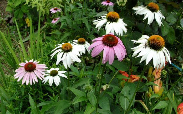 Эхинацея