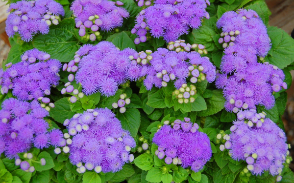 Агератум пурпурный