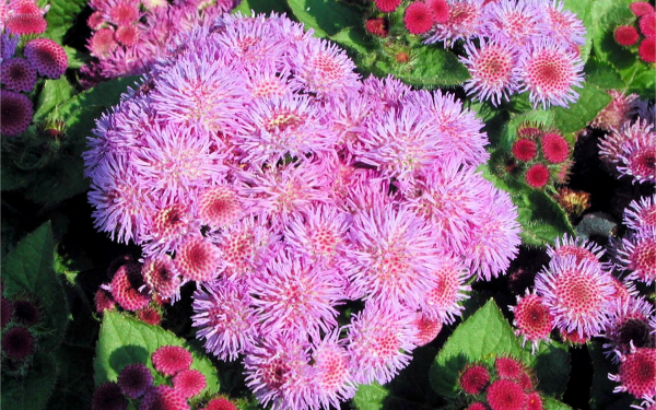 Агератум розовый