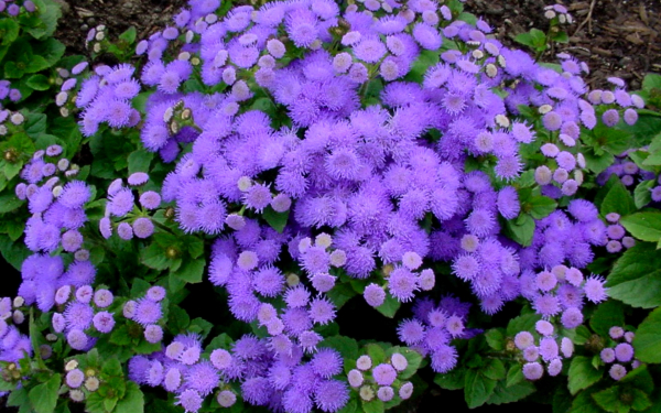 Агератум фиолетовый