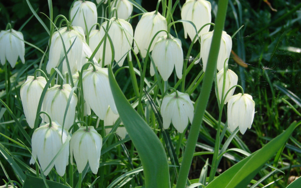 Белые рябчики