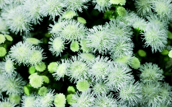 Белый агератум