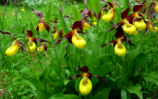 Венерин башмачок