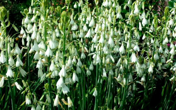 Гальтония беловатая