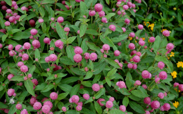 Гомфрена розовая