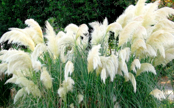 Кортадерия белая