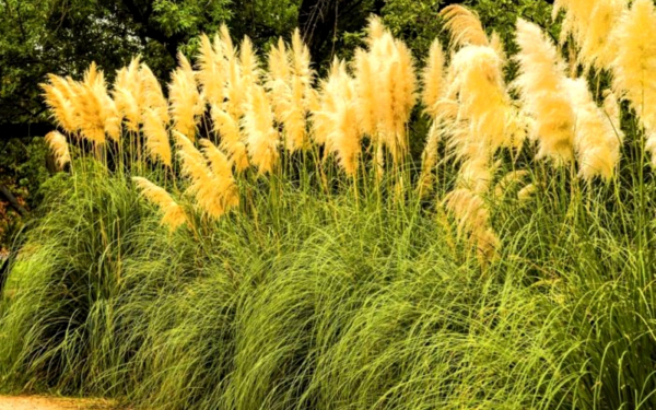 Кортадерия золотистая