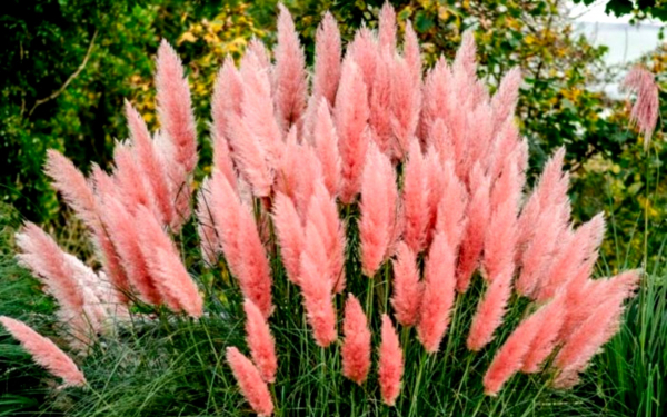 Кортадерия розовая