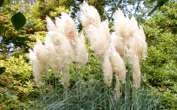 Кортадерия серебристая