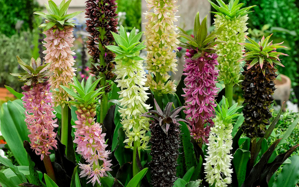 Эукомис ананасовая лилия