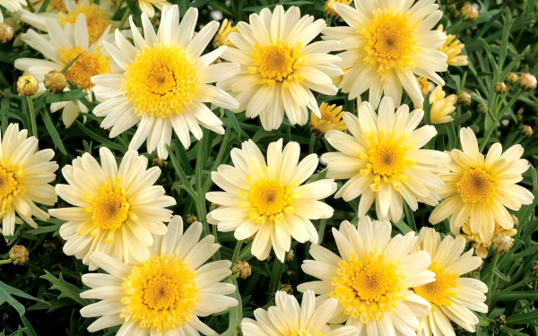 Аргирантемум