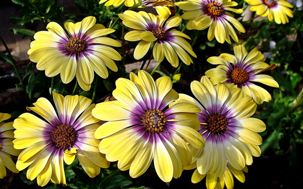 Африканская ромашка