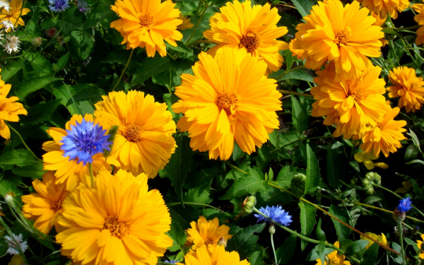 Гелиопсис шероховатый