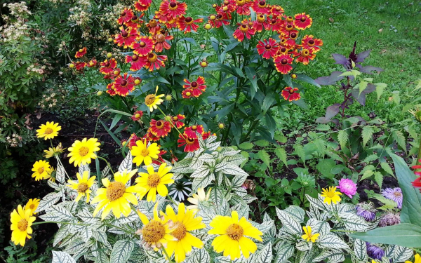 Гелиопсис и рудбекия