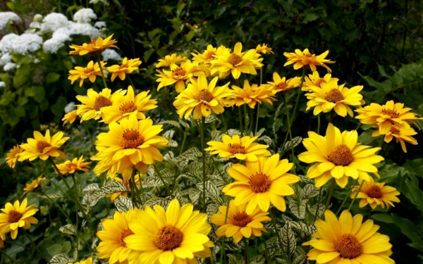 Гелиопсис подсолнечниковый Лорейн Сан