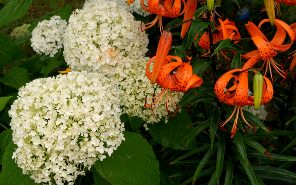 Гортензия и лилия