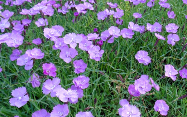 Диантус Эйдангери