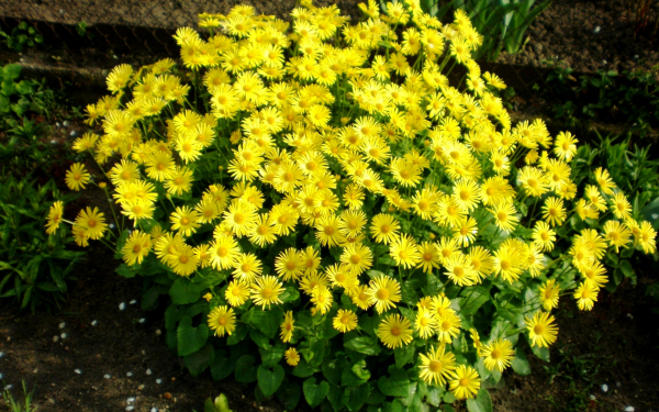 Дороникум восточный