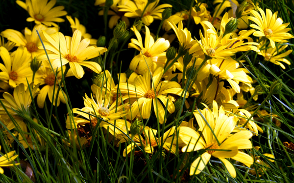 Желтые маргаритки