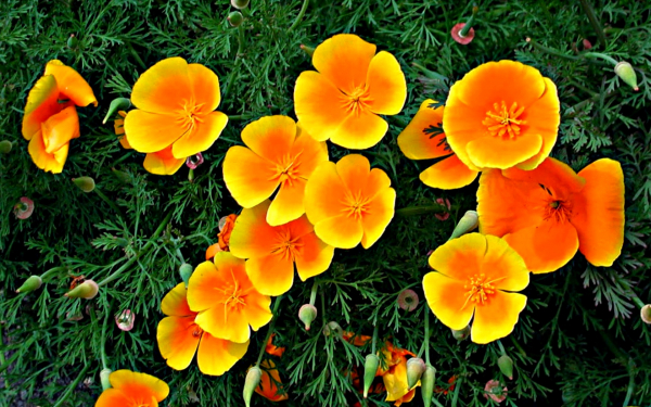 Калифорнийский мак