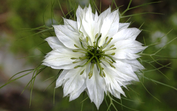 Нигелла белая