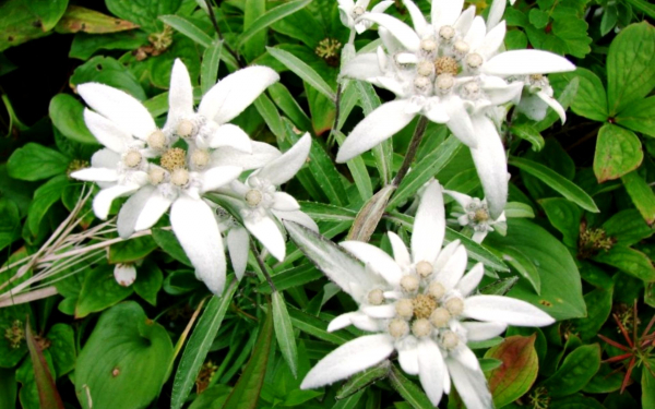 Эдельвейсы