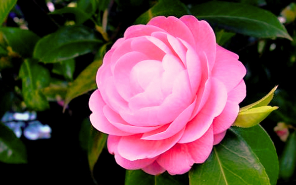 Розовый цветок камелии