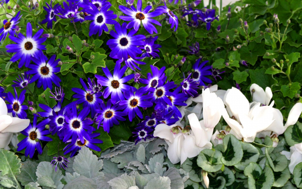 Синие цинерарии и белые цикламены