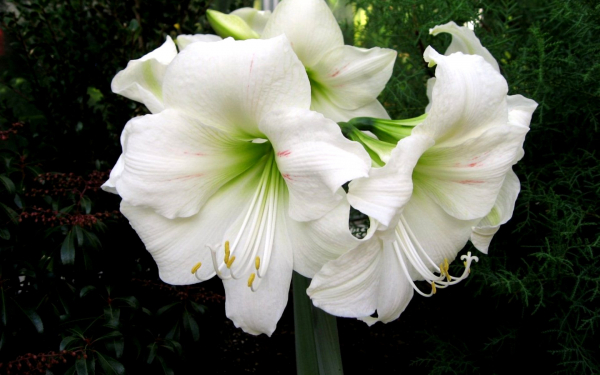 Амариллисы белые