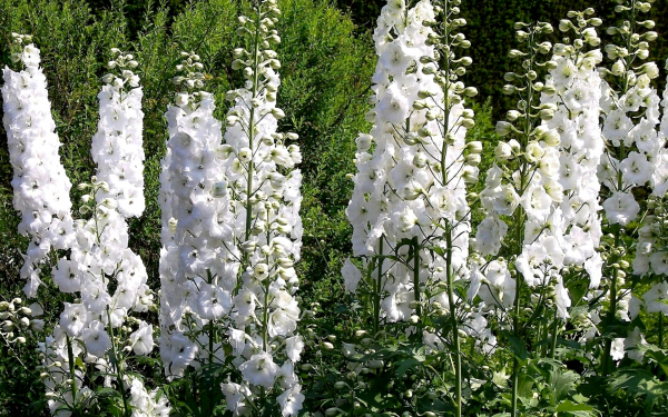 Дельфиниумы белые