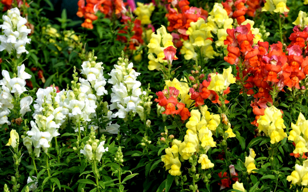 Львиный зев