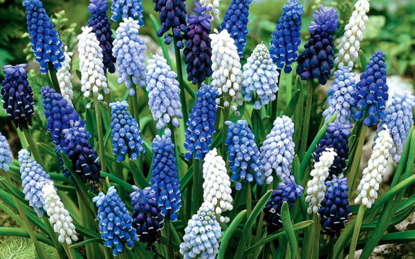 Мускари или мышиный гиацинт