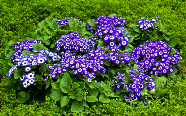 Цинерария в саду