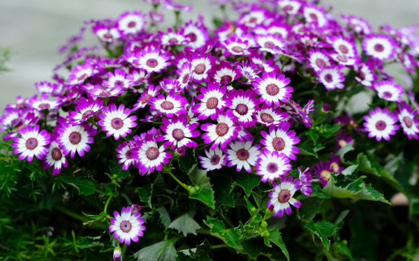 Цинерария фиолетовая