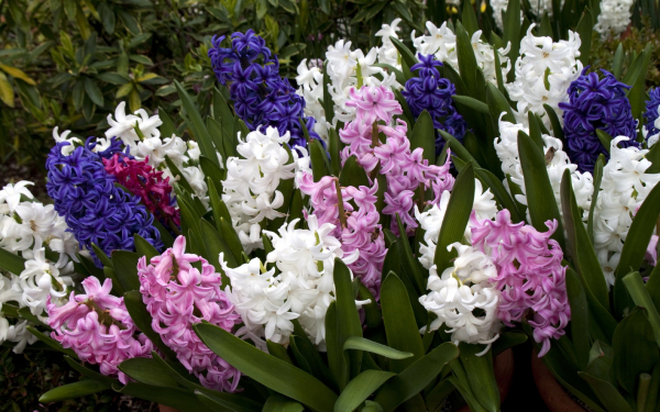 Гиацинты разноцветные