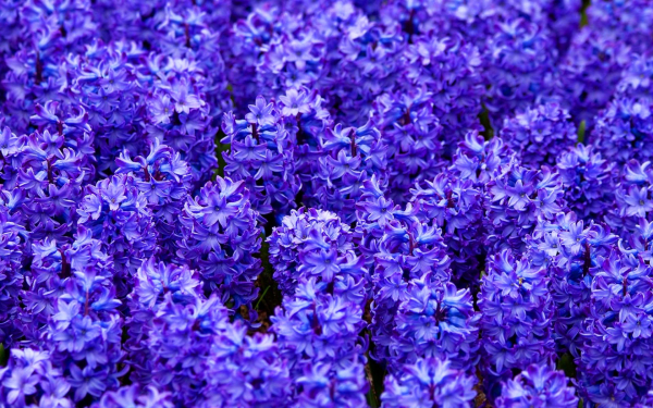 Гиацинты синие