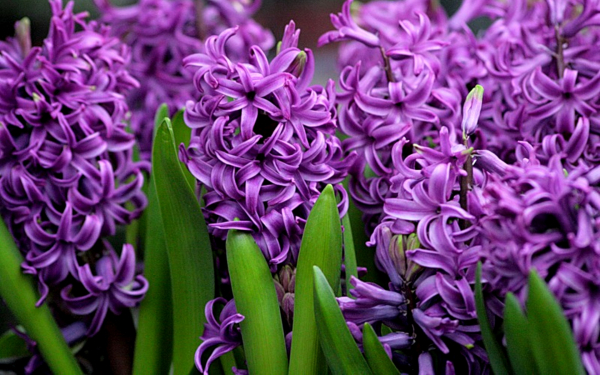Гиацинты фиалетовые