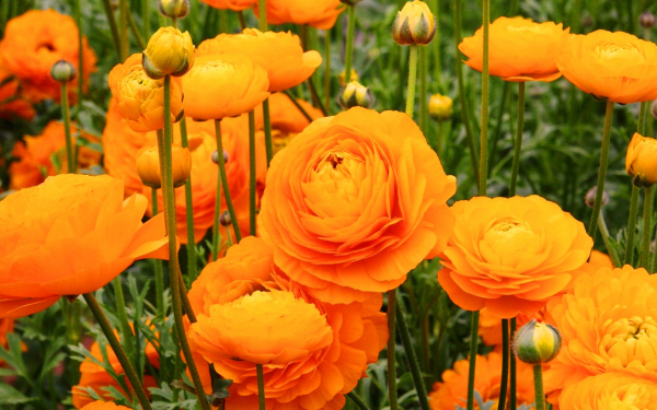 Лютики оранжевые