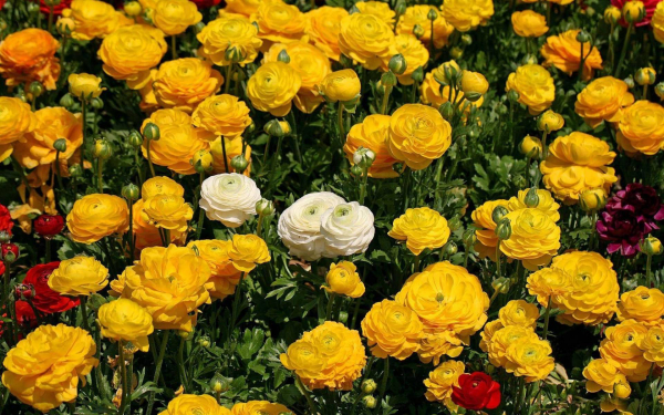 Лютики садовые разноцветные