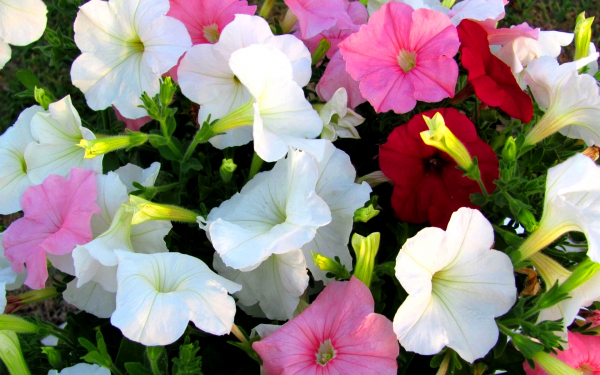 Разноцветные петунии
