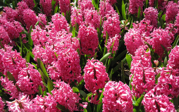 Розовые гиацинты